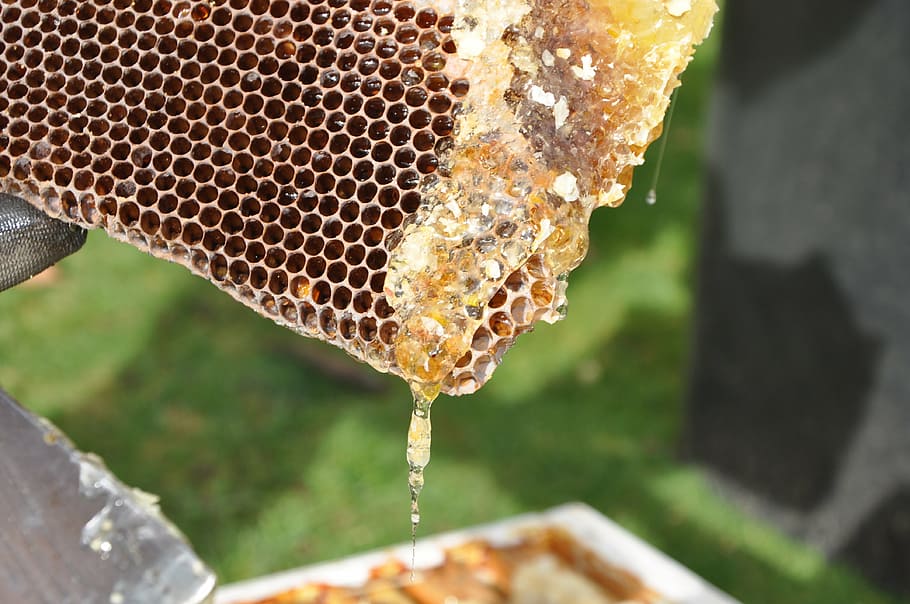 beekeeper-combs-honey-nature